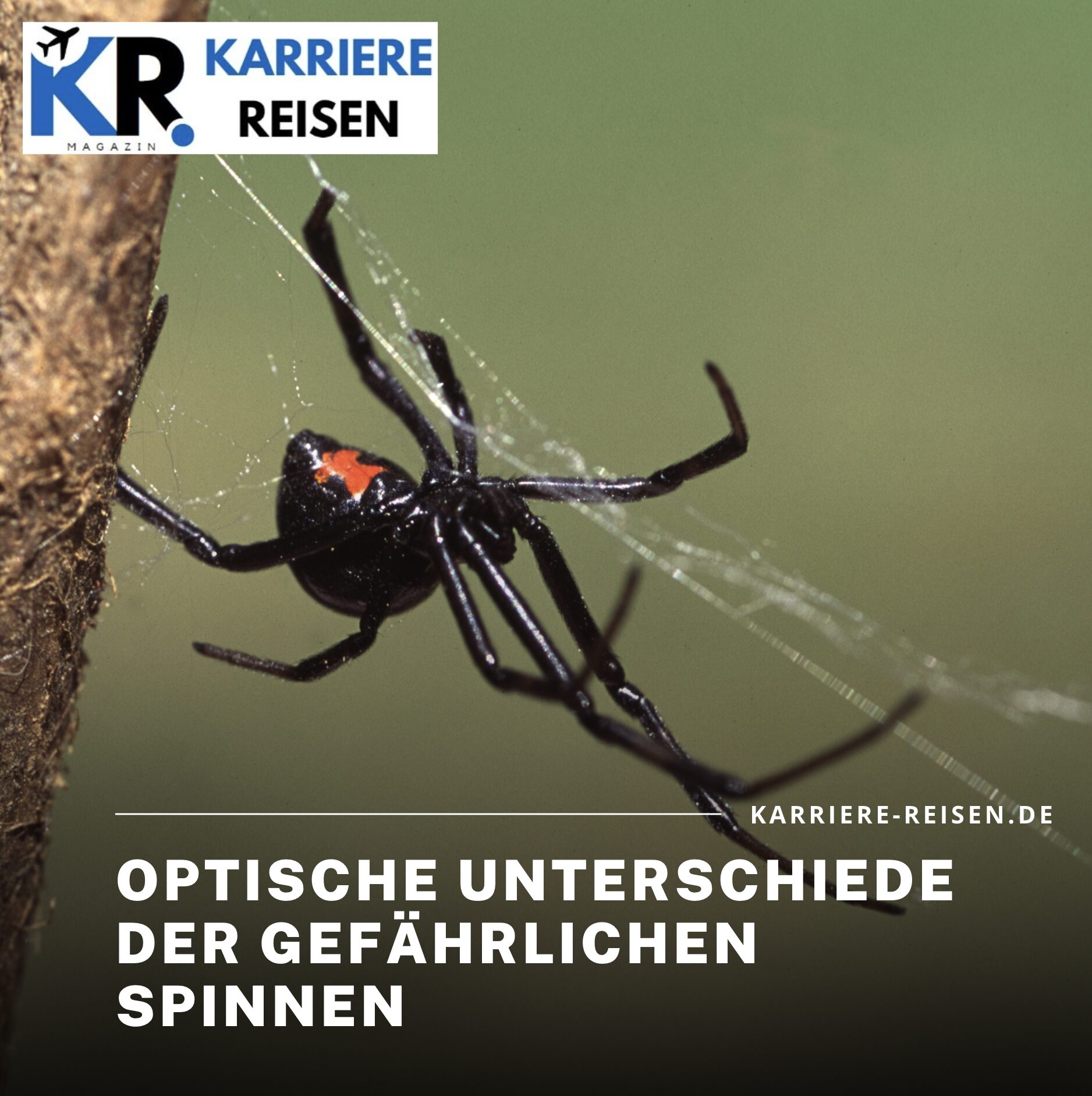 Die giftigste Spinne der Welt: Optische Unterschiede der gefährlichen Spinnen Die giftigste Spinne der Welt: Optische Unterschiede der gefährlichen Spinnen