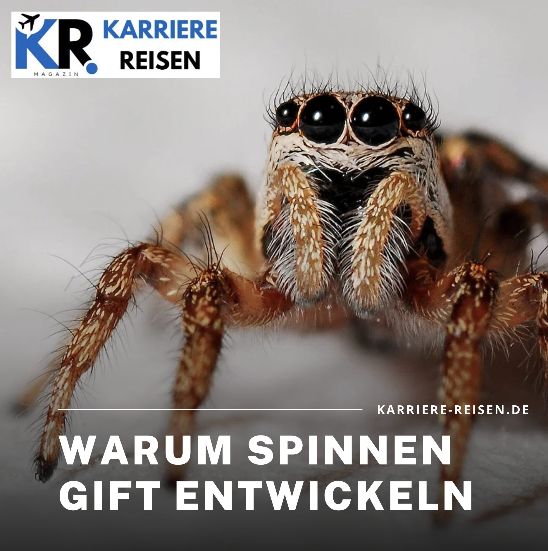 Warum Spinnen Gift entwickeln Warum Spinnen Gift entwickeln