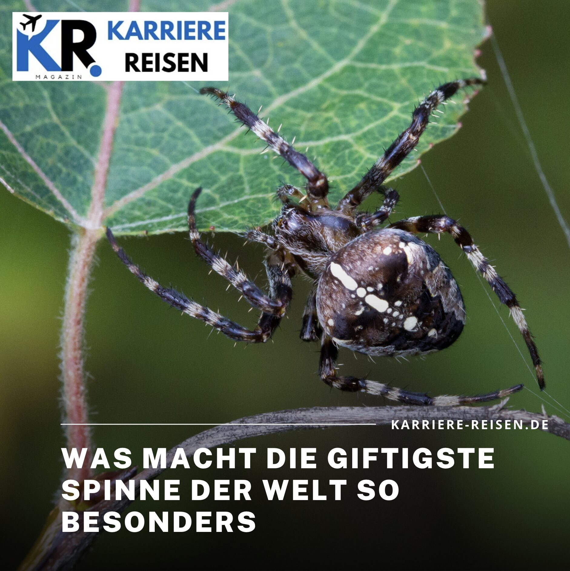 Was macht die giftigste Spinne der Welt so besonders Was macht die giftigste Spinne der Welt so besonders