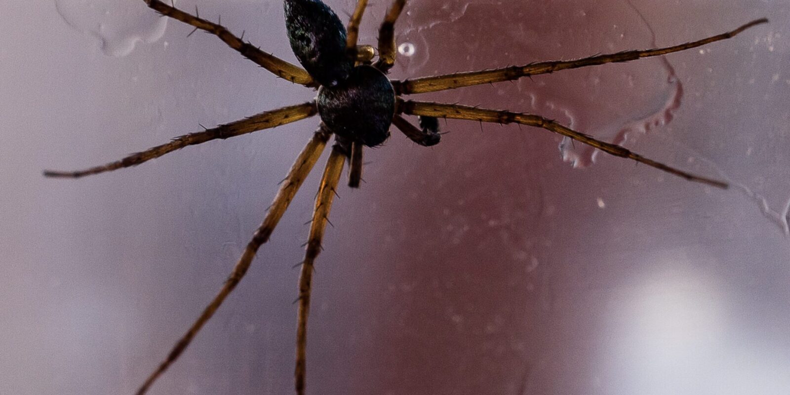 giftigste Spinne der Welt