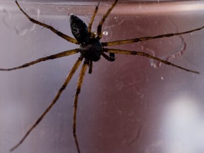 giftigste Spinne der Welt